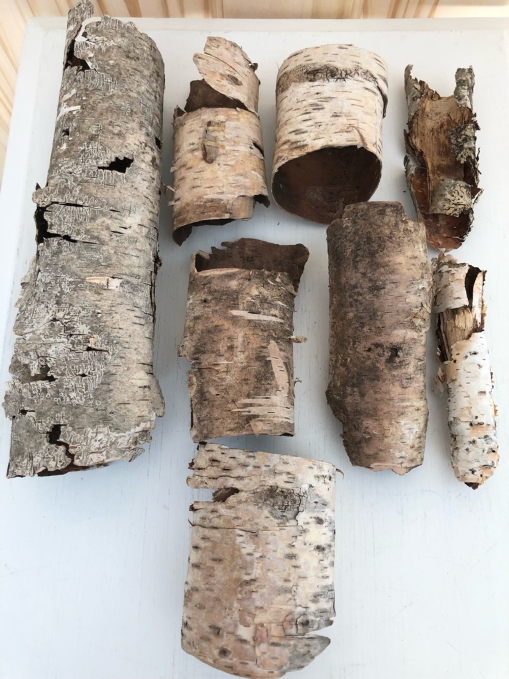 Natural White Birch Bark Collection